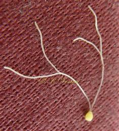  Pistil